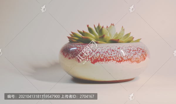 多肉吉娃娃大盆景