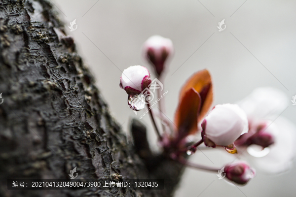 李花