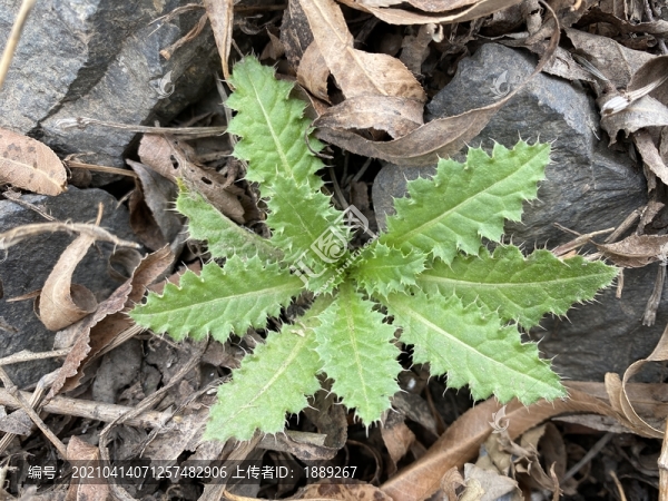 薊
