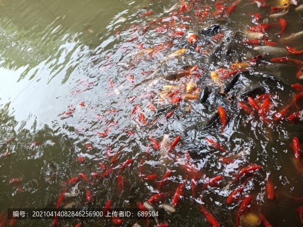 錦鯉