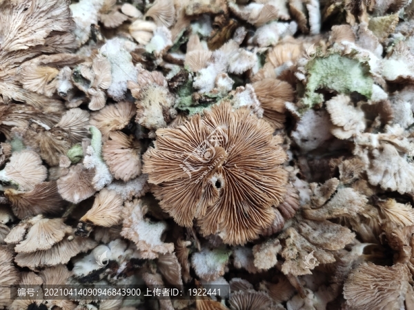 天花菌特寫(xiě)