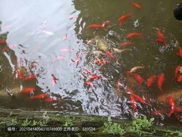 錦鯉