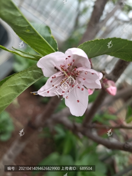 櫻花