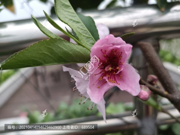 桃花