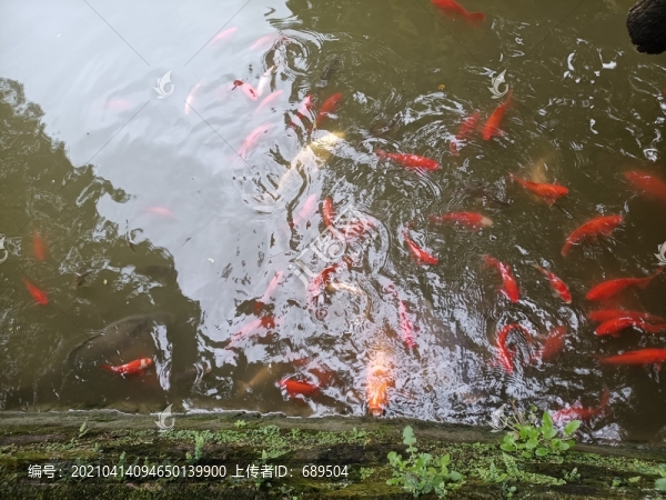 錦鯉