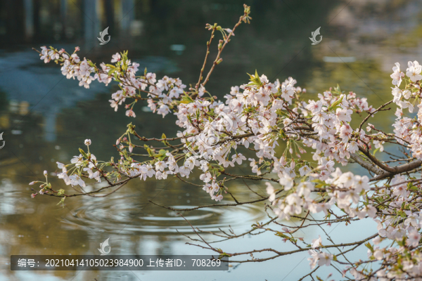 杭州西湖花港觀魚春季櫻花風(fēng)景