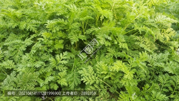 麥蒿野菜