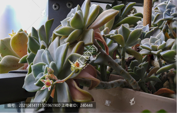 多肉開(kāi)花