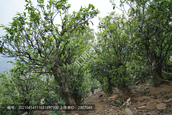 勐庫小戶賽古茶園