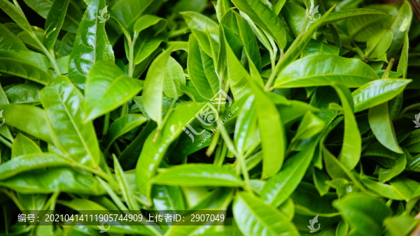 勐庫(kù)冰島茶