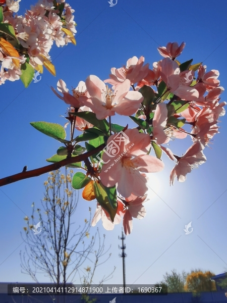 花朵梅花早春