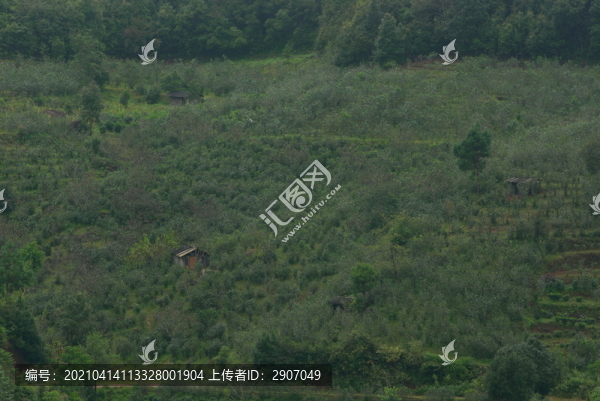 勐庫冰島茶