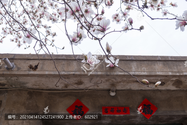 玉蘭花