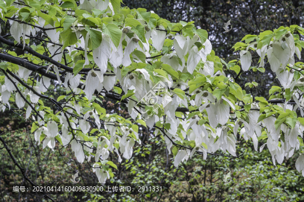 植物活化石珙桐樹(shù)鴿子花