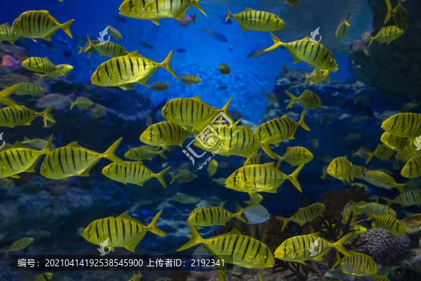 深海海底魚(yú)群