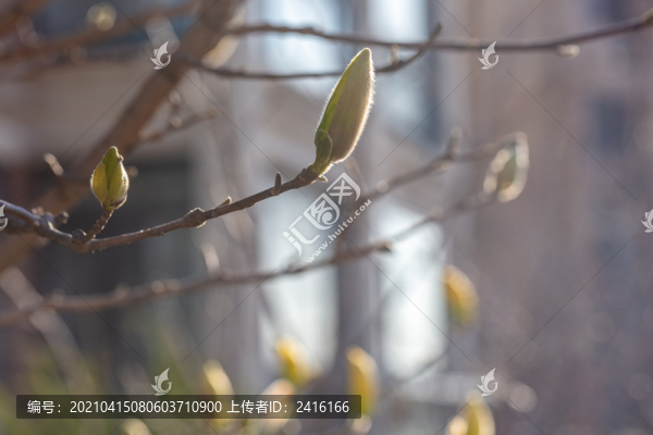 玉蘭花