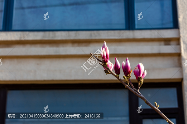 玉蘭花