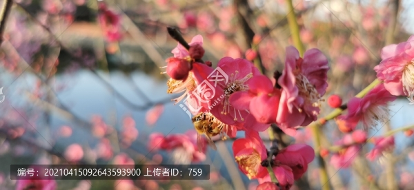 櫻花