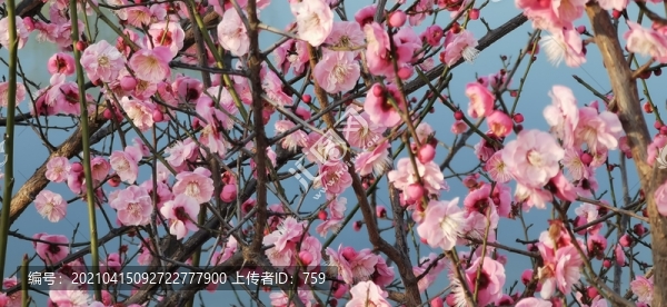 櫻花