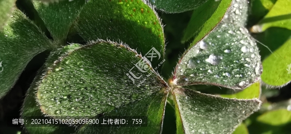 花葉