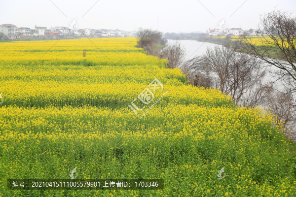 婺源油菜花