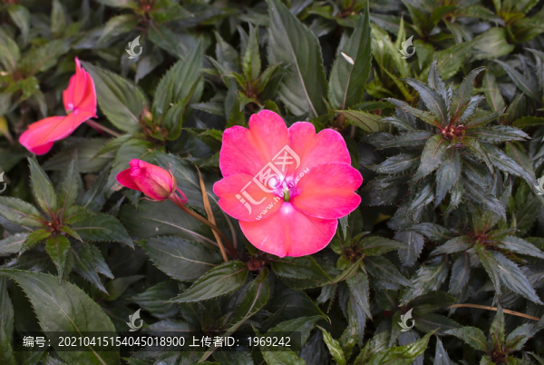 小紅花