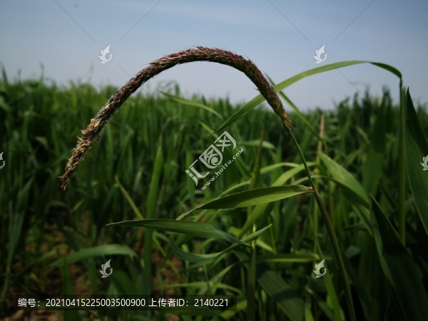 大穗看麥娘