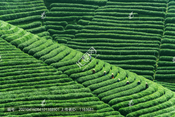 采茶