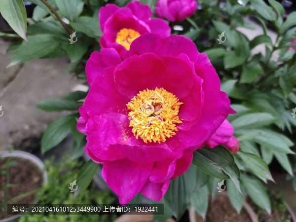 芍藥花蕊特寫