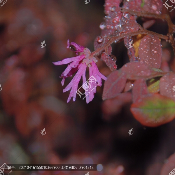 石楠花花朵花卉漂亮