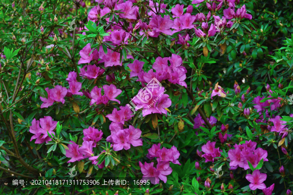鎮(zhèn)江南山風(fēng)景區(qū)
