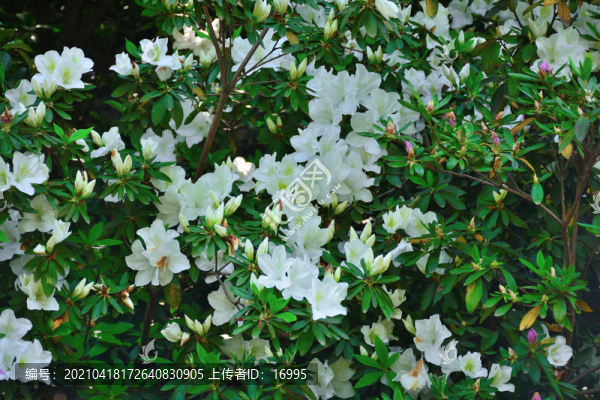 杜鵑花海