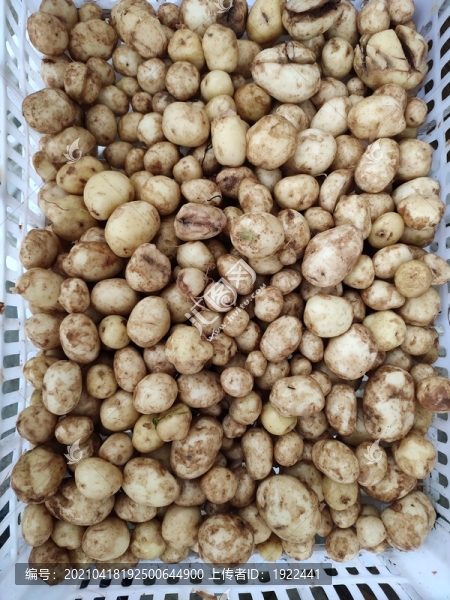 新鮮土豆特寫