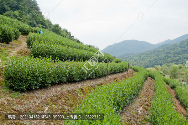 茶山