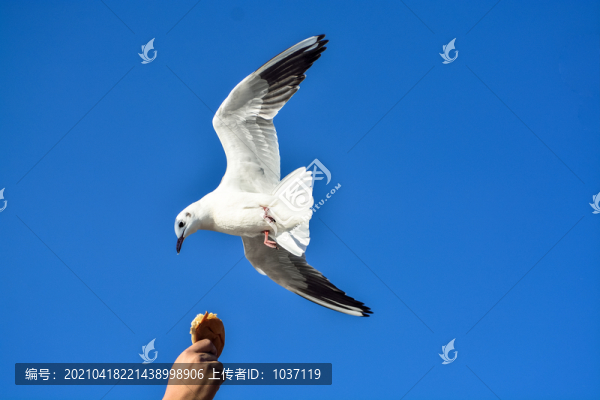 喂鳥