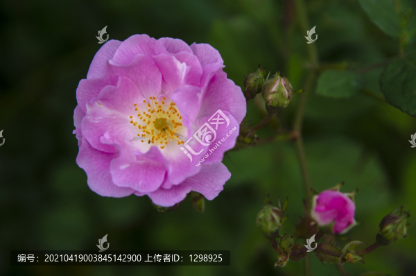 唯美薔薇花