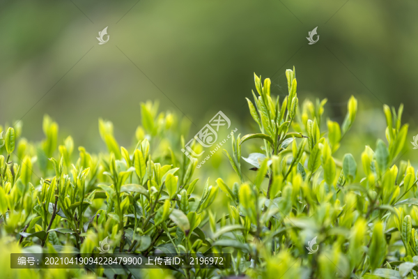 嫩綠毛尖茶葉圖片