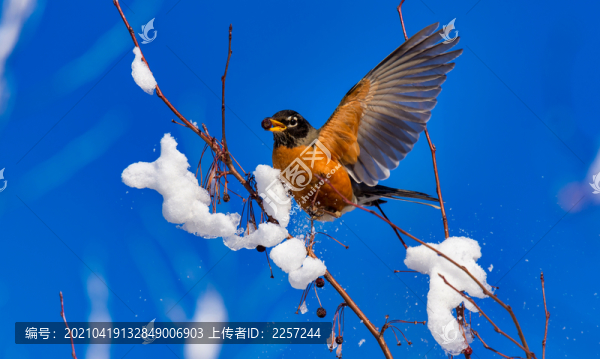 知更鳥
