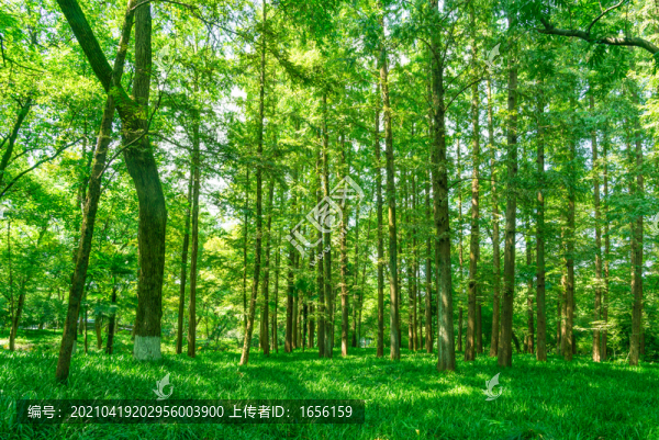 樹林