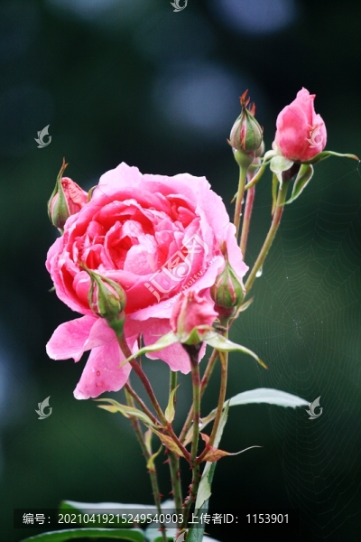 月季花