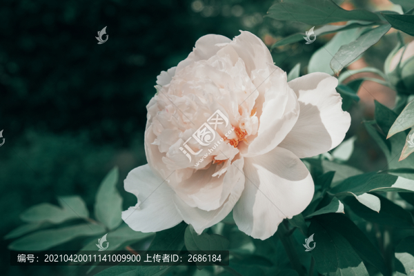 牡丹花