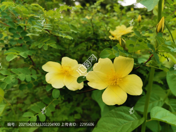 黃刺玫
