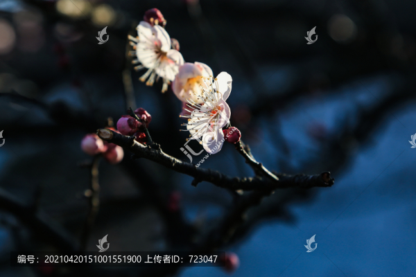 杭州靈峰探梅