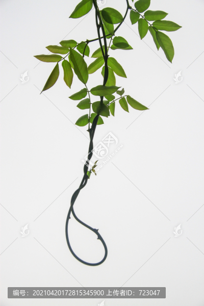 紫藤花