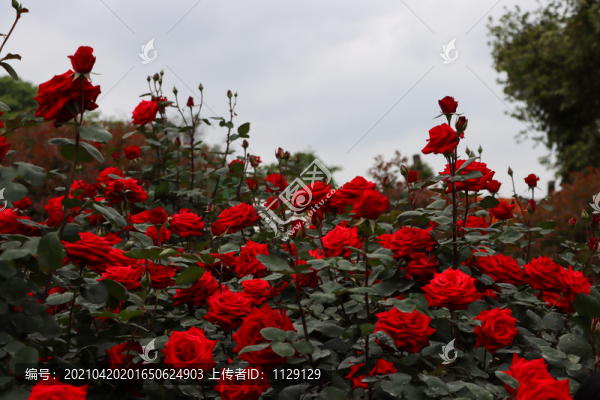 紅玫瑰