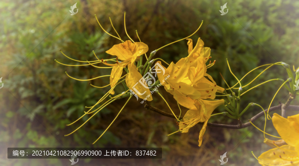杜鵑花開