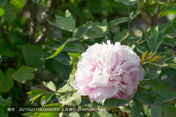 菏澤牡丹