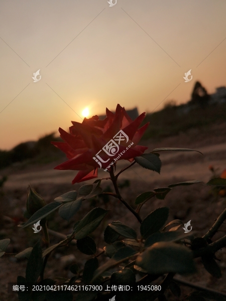 傍晚的月季花