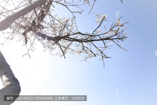 梅香