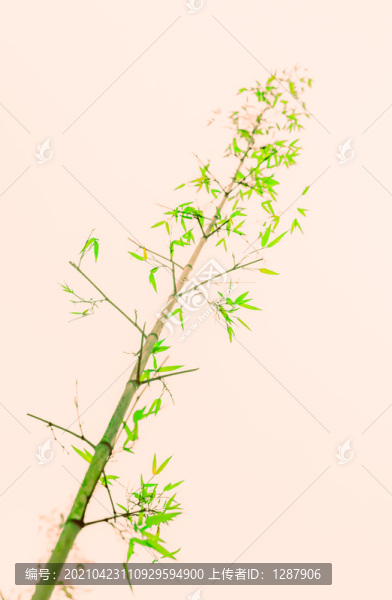 竹子